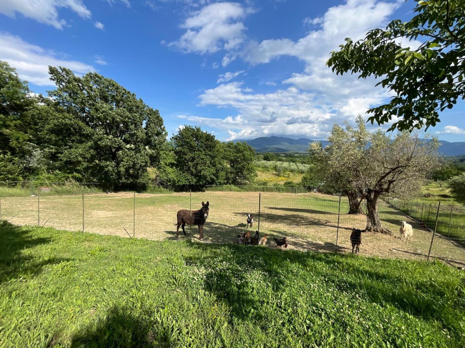 Al Capannone Di Pietro Bed & Breakfast Colli a Volturno Exterior photo